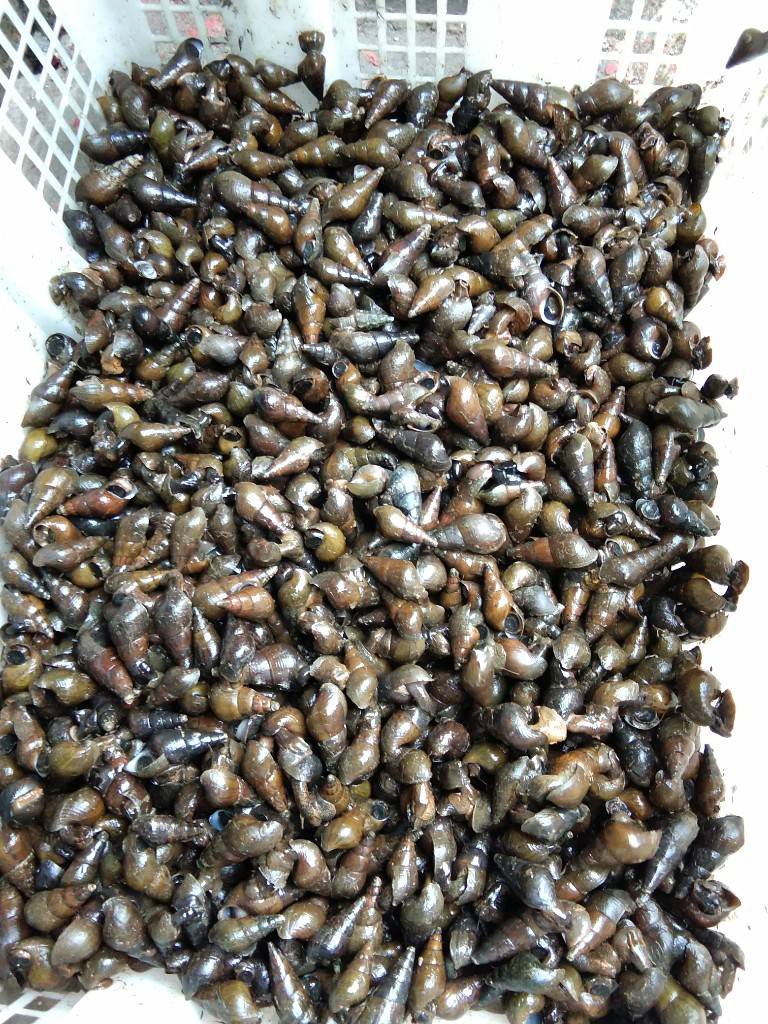 无泥腥味，脆肉山坑螺