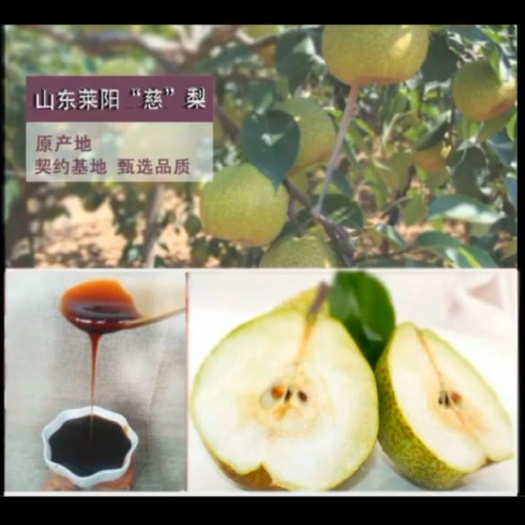 莱阳市莱阳正宗芦儿港慈梨