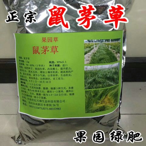 沭阳县 果园绿肥  鼠茅草种子 四季青种子 果树林种草鸭茅草种子抗寒