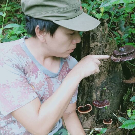 三江县 山上自己长的紫灵芝