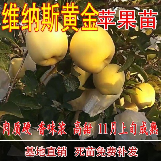 平邑县 维纳斯黄金苹果树苗嫁接苹果苗视频看货基地直供量大从优