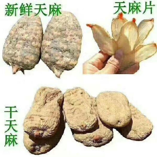 彝良县小草坝天麻