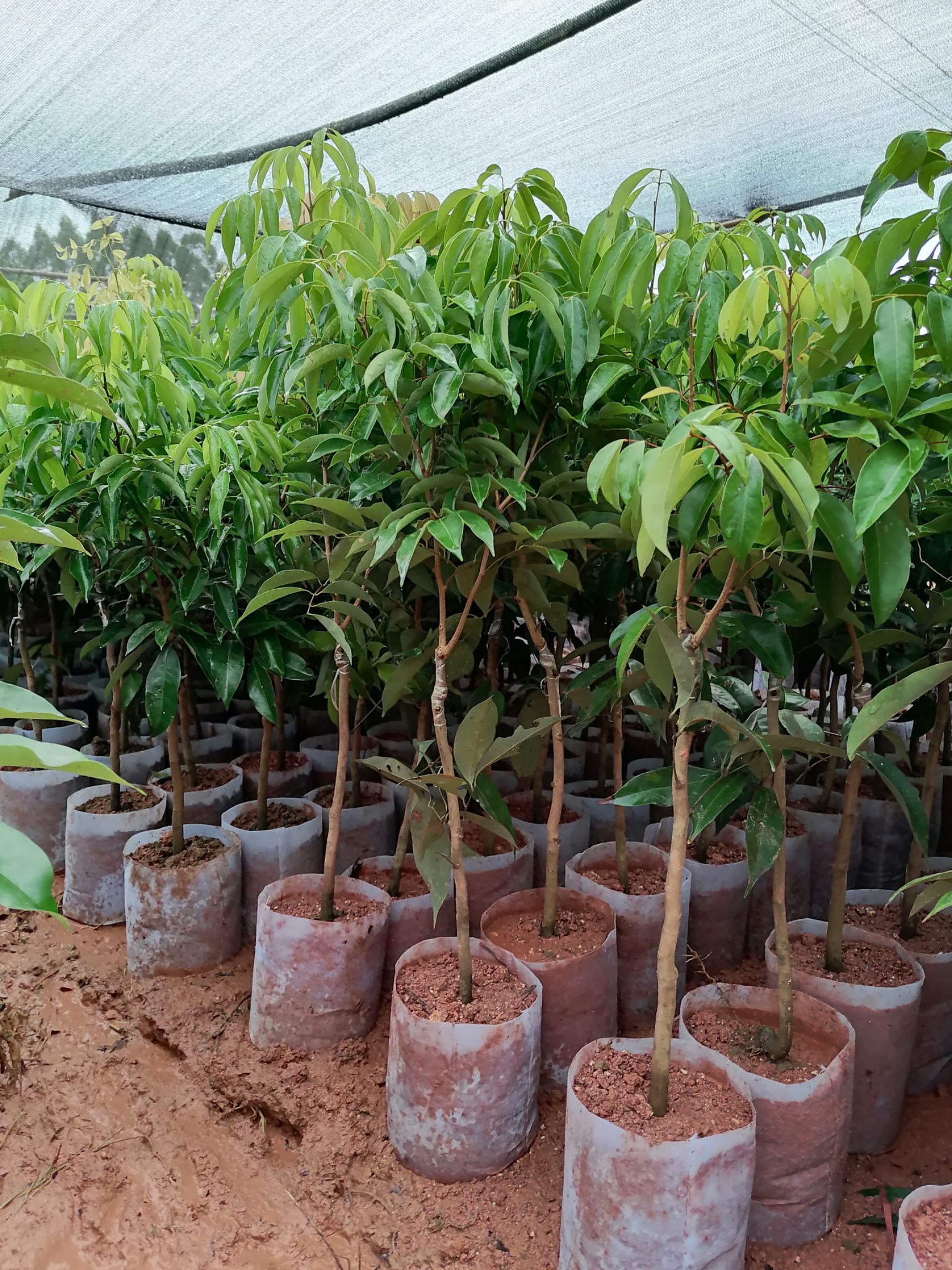 无核荔枝苗 桂味