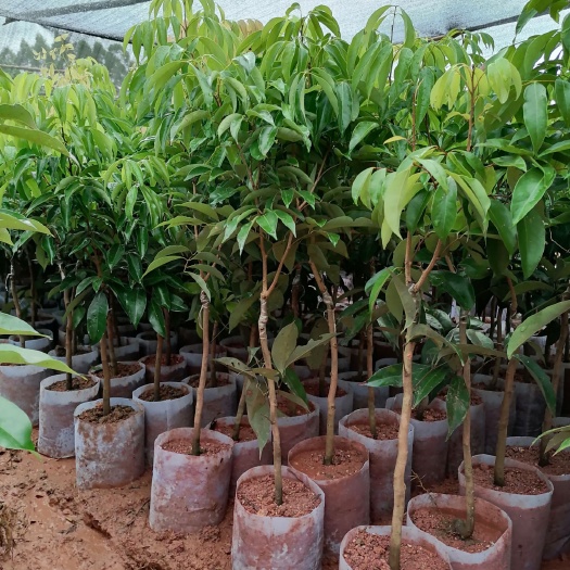 灵山县无核荔枝苗 桂味