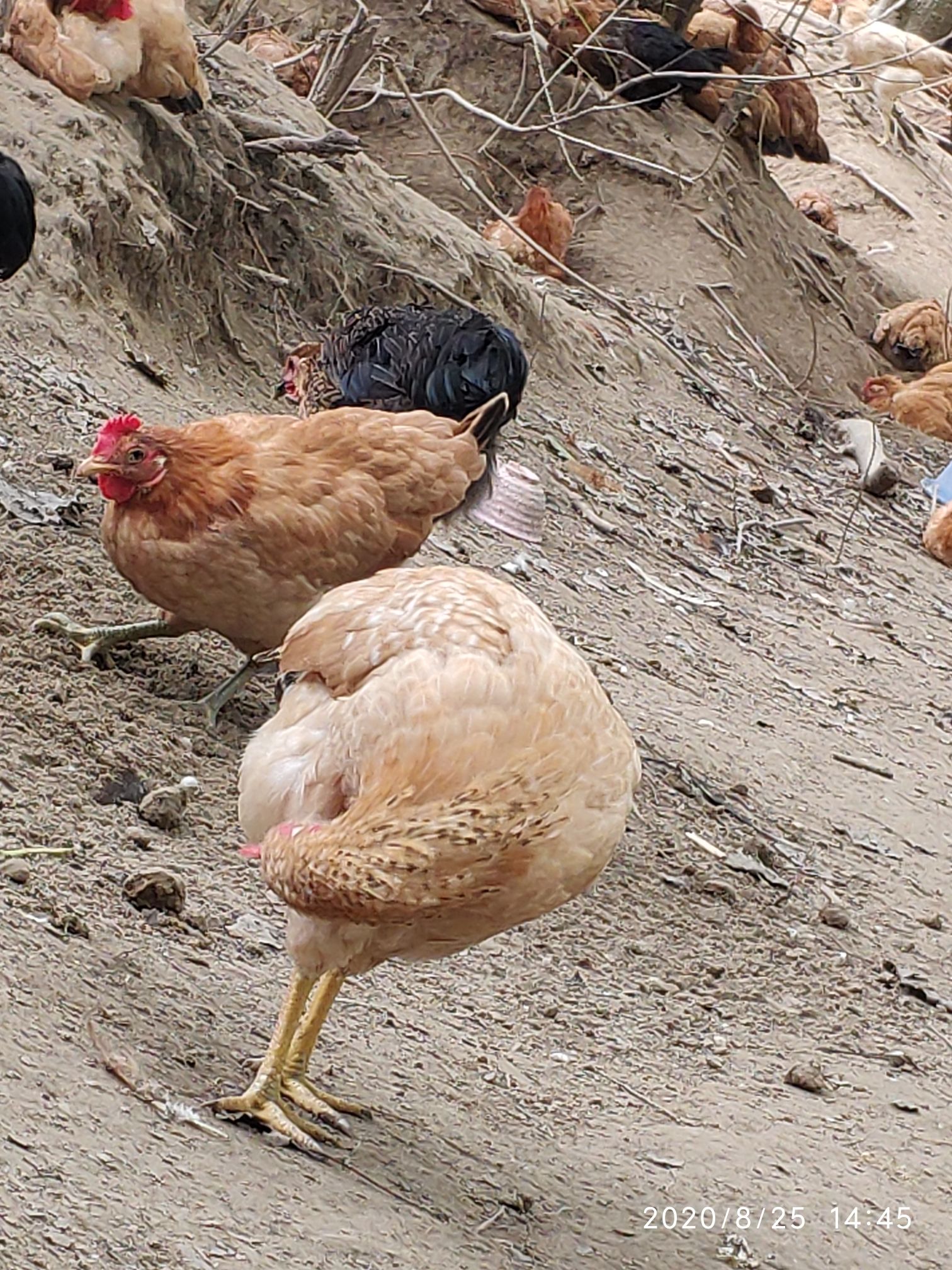 青年鸡150天江汉土鸡买回家养产蛋率90中有85是青壳
