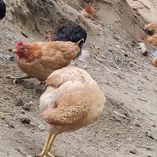 潜江市 青年鸡150天江汉土鸡买回家养产蛋率90%中有85%是青壳
