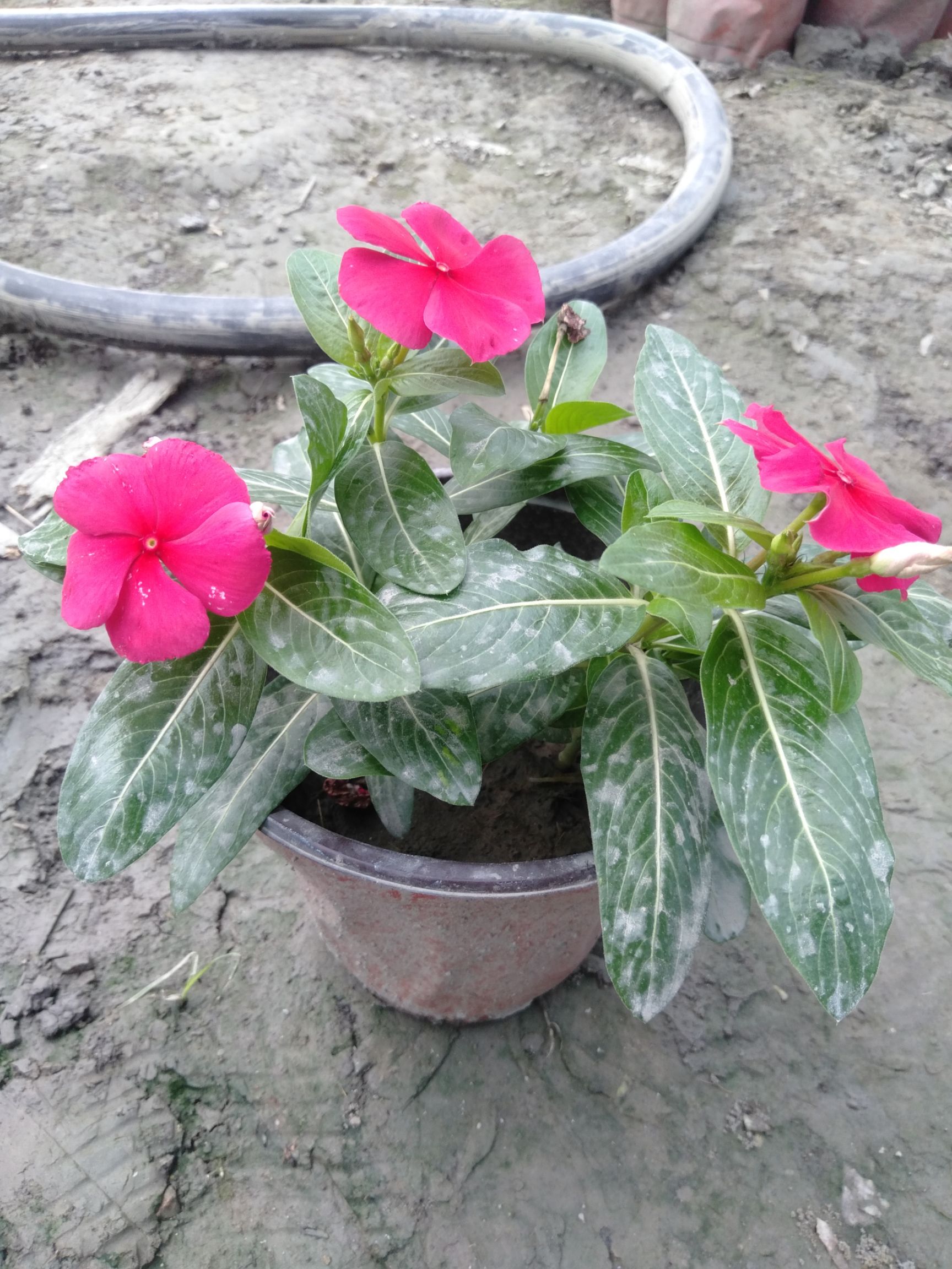  长春花，18双色杯长春花
