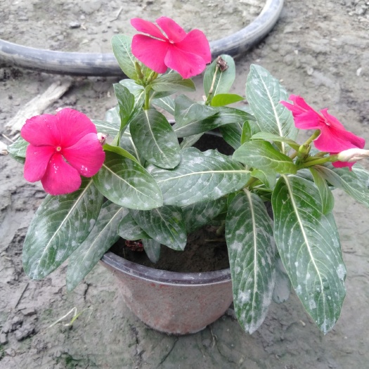 成都 长春花，18双色杯长春花