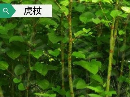 高安市 新鲜山里虎杖，有需要的联系我采挖！