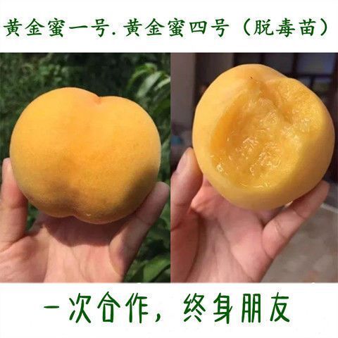 平邑县 嫁接黄金桃树苗黄金蜜桃苗锦绣黄桃桃树苗视频看货基地直供