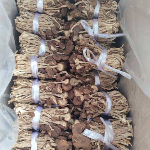 广州 茶树菇 剪头