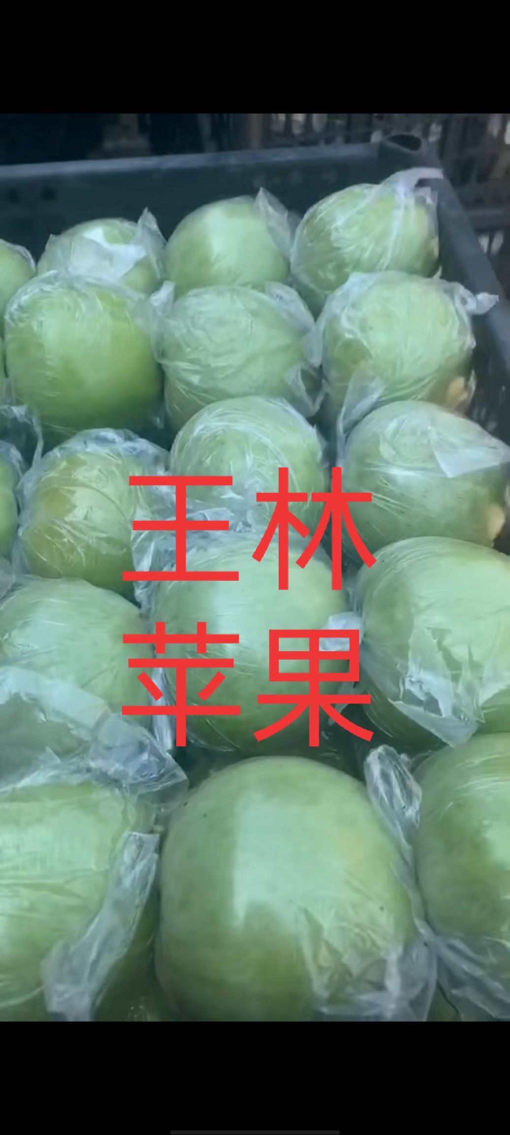  蘋果，美八，奧金，莫里斯