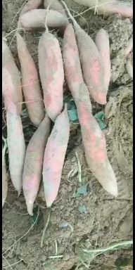 饶阳县西瓜红大量供应