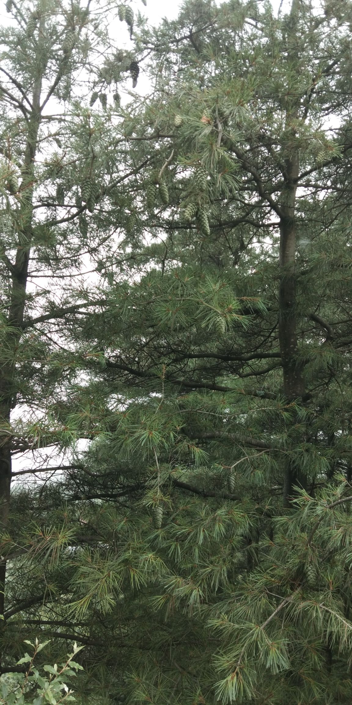  老板们好，我这里是**所在地秦岭以南海拔2000多米松子产