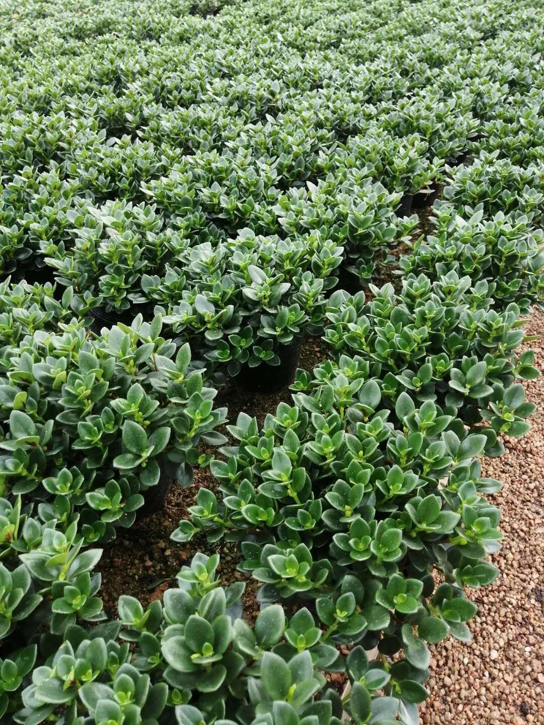 花金鱼吊兰  黑杯金鱼花低价基地直销