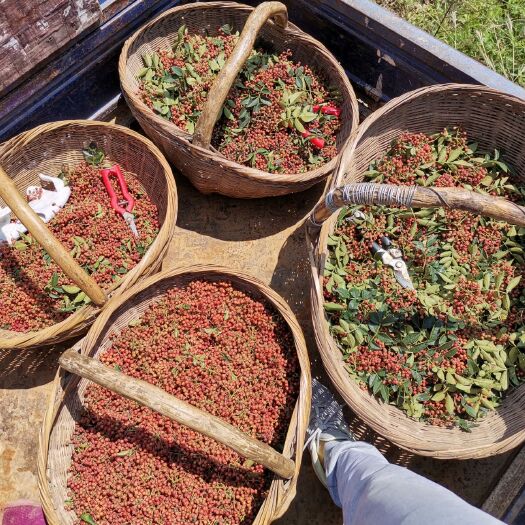 宜阳县富平狮子头花椒 自家种植
