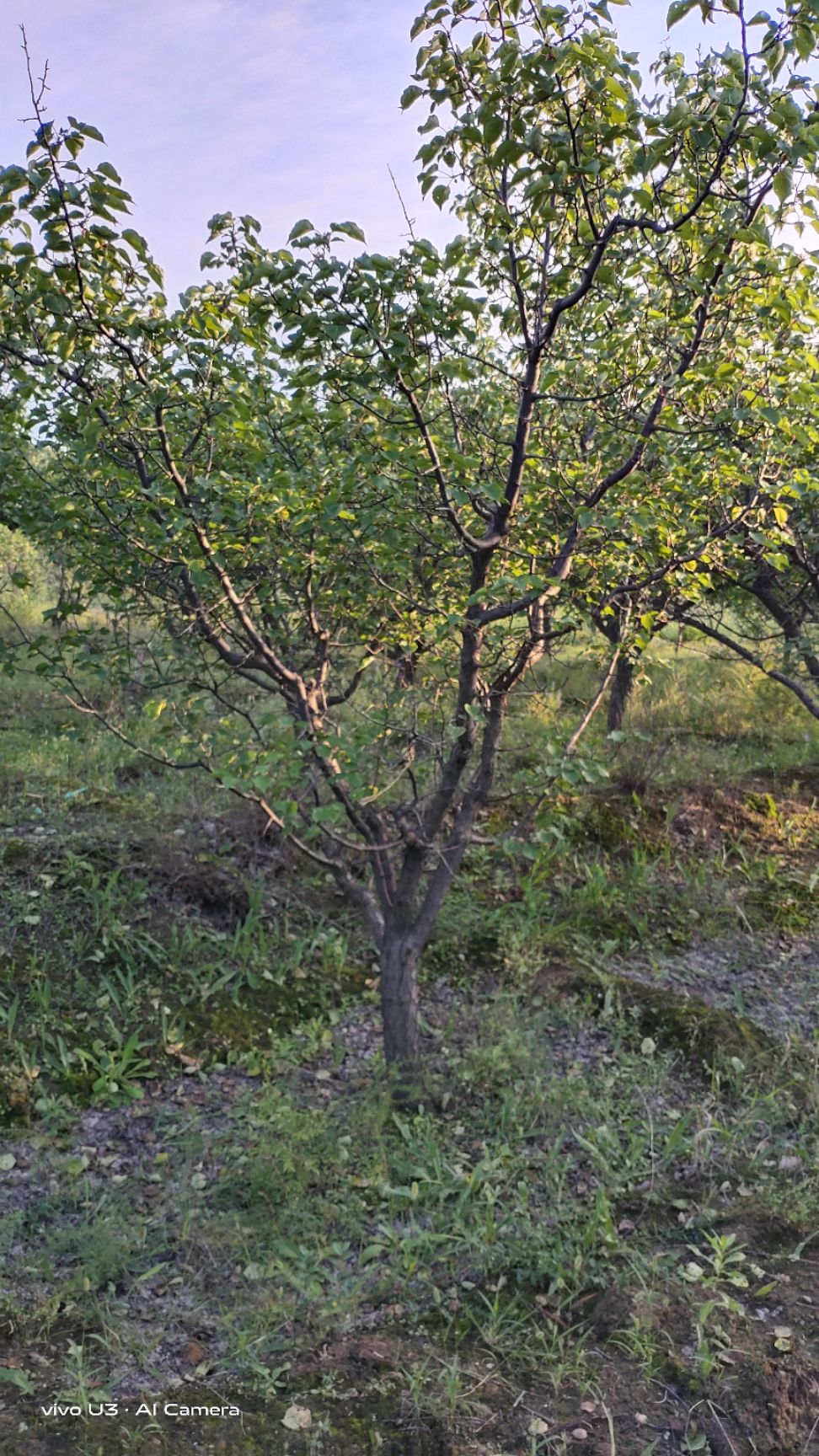 山杏苗 山杏树，各种规格杏树，低价供应