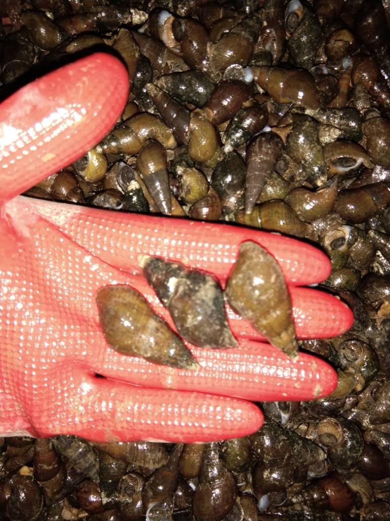 无泥腥味，脆肉山坑螺