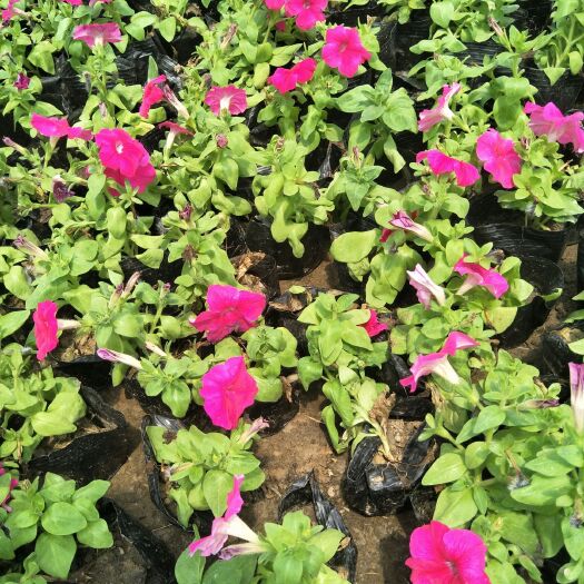南昌草花 种植基地直供