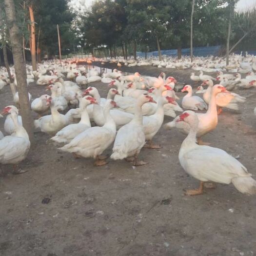 宜阳县白番鸭6个月，1500只，8斤重