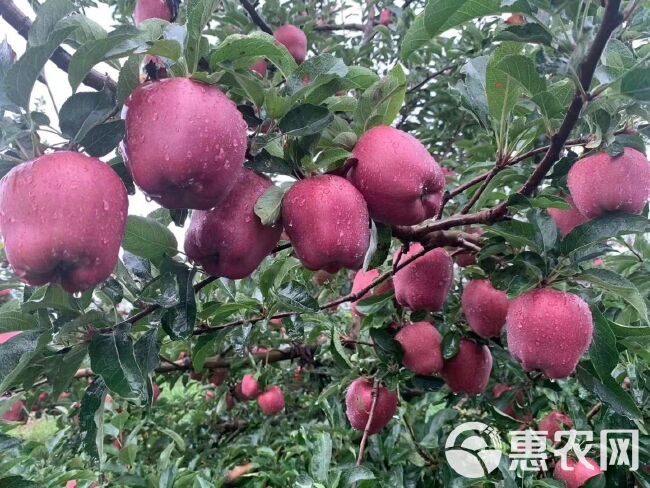 花牛苹果  天水花牛，套袋红星苹果，欢迎选购