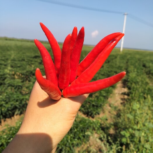 大同 919超辣朝天椒，辣度1800