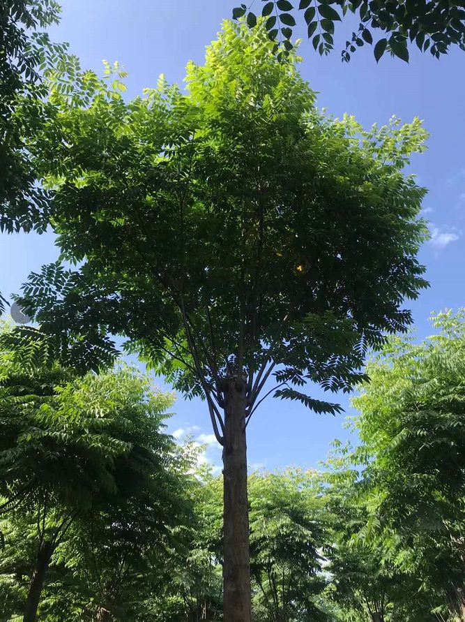 栾树1520公分栾树丛生栾树