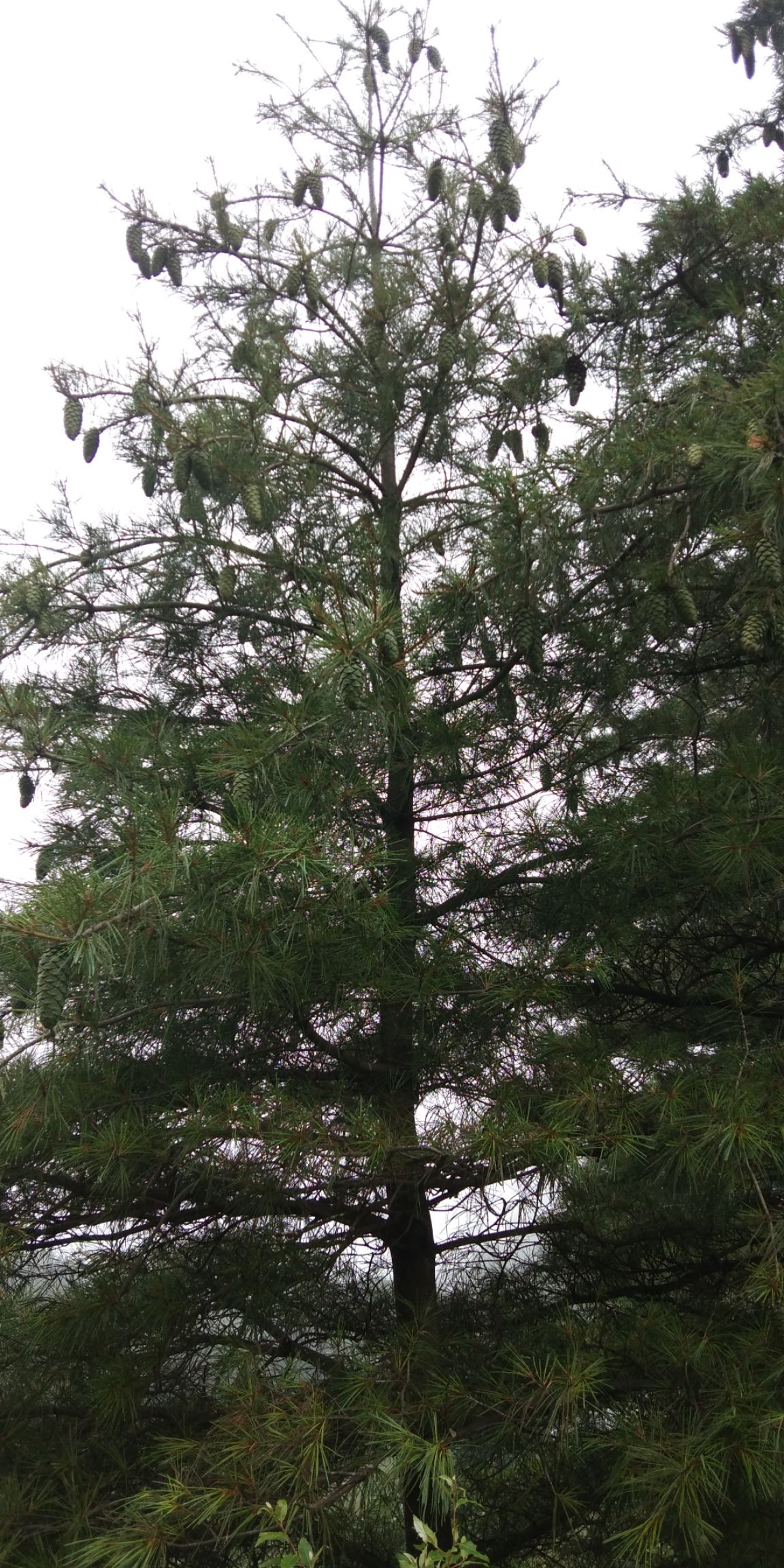  老板们好，我这里是**所在地秦岭以南海拔2000多米松子产