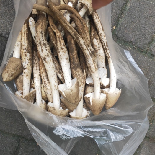 盐边县鸡枞菌 火把鸡枞上市最后一批，当天采摘当天发货