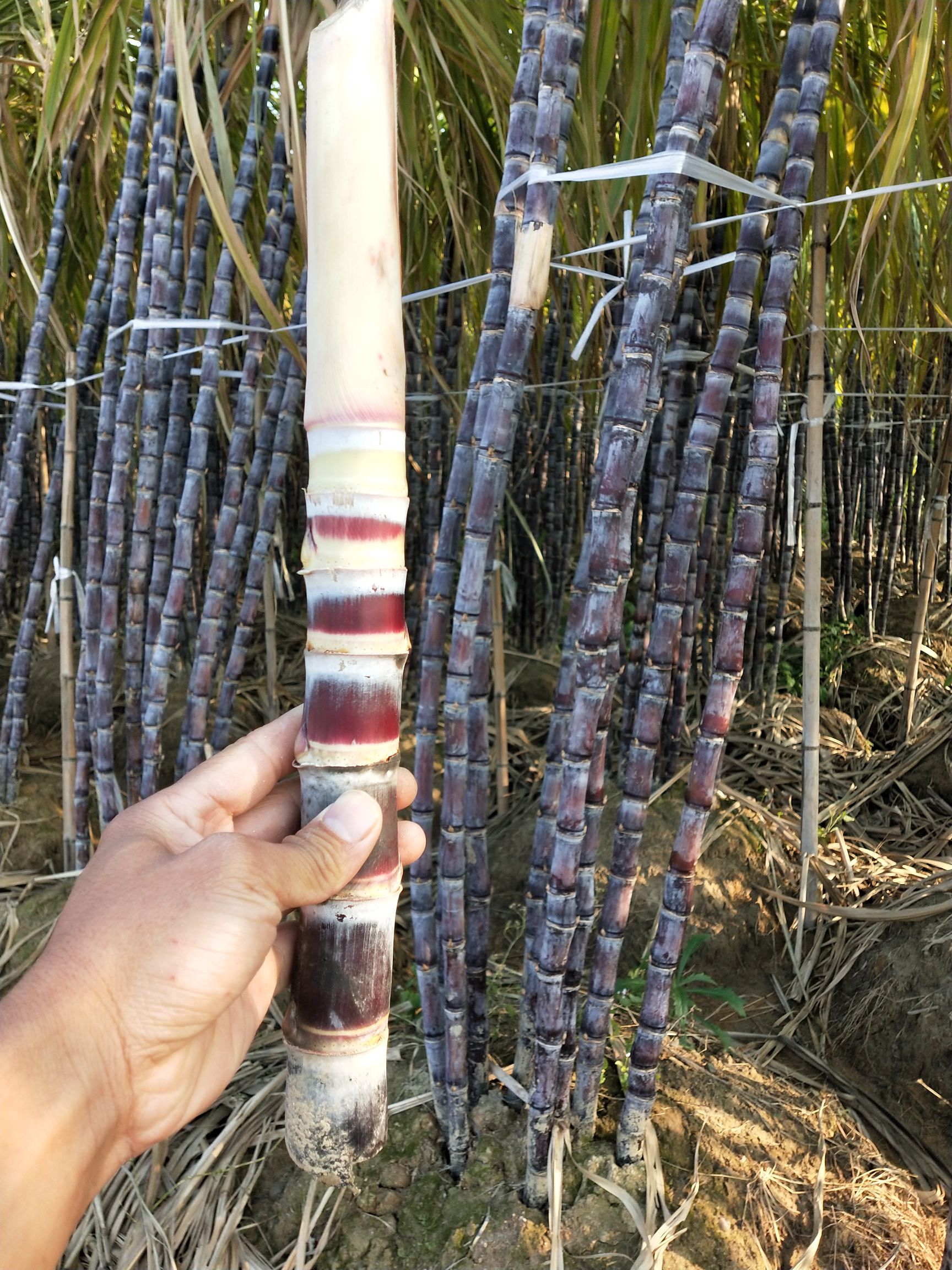 甘蔗苗，黑皮甘蔗苗，甘蔗，甘蔗脱毒苗，甘蔗苗，黄皮甘苗