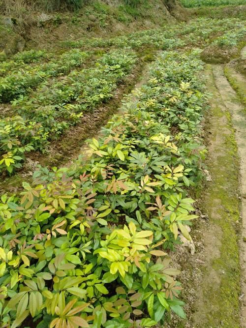 储良龙眼苗  正品嫁接 储良龙眼果苗 石硖龙眼苗  2~3年苗