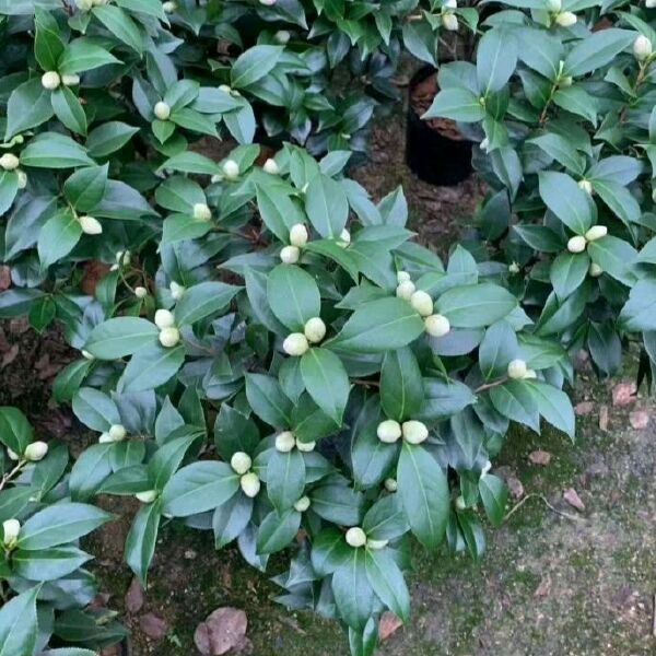  五赤茶花原装带土发货基地直销大量有货