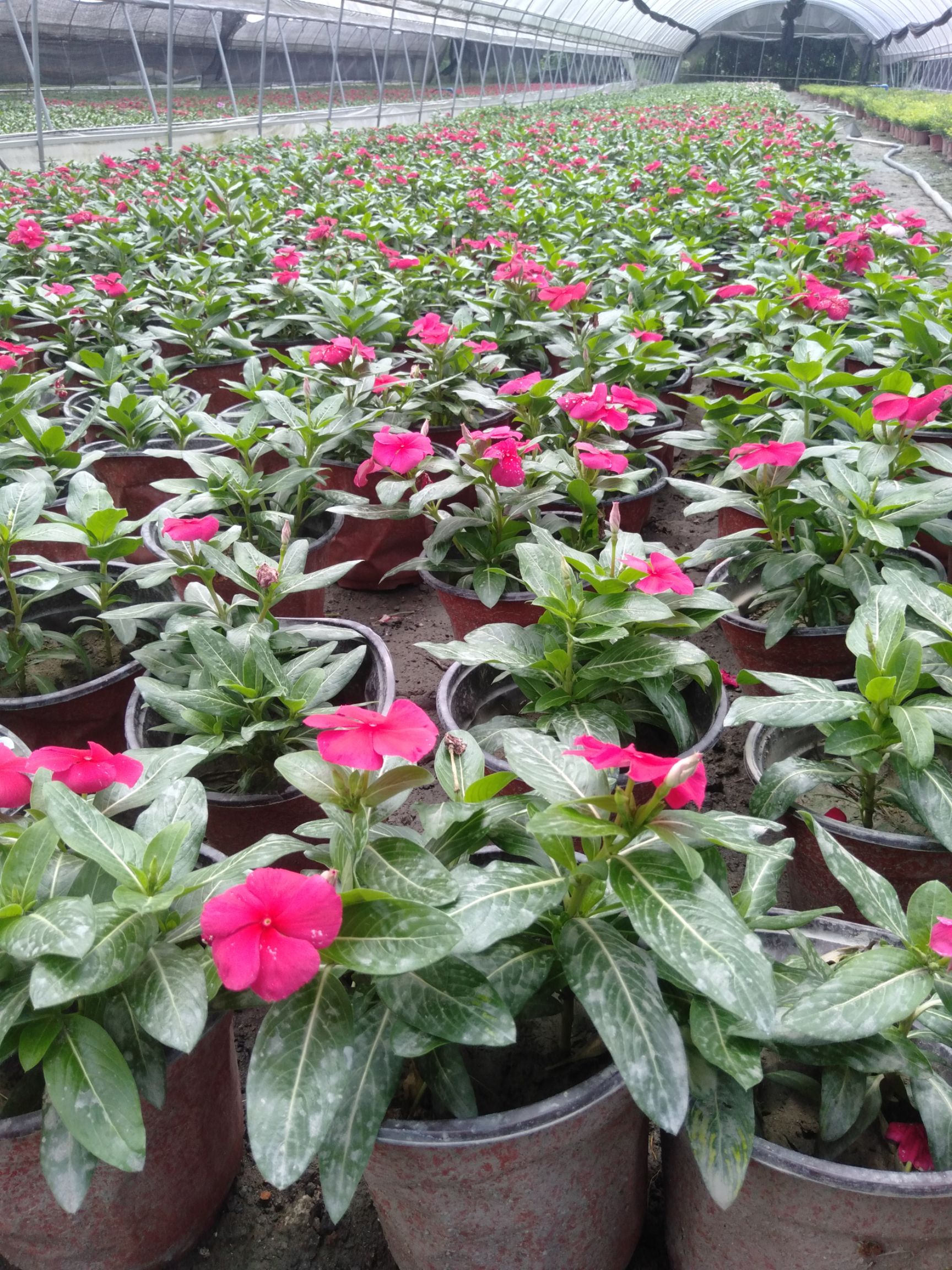 长春花，18双色杯长春花