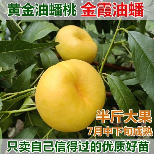 平邑县 黄金油蟠桃苗蟠桃桃树苗黄金桃苗视频看货基地直供量大从优