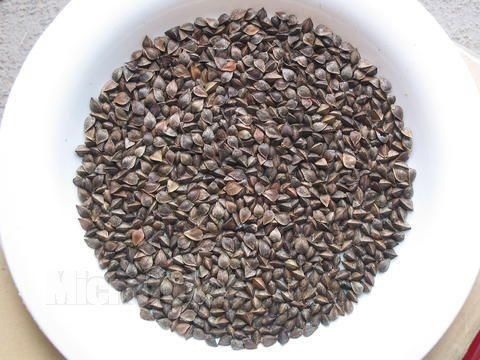 达茂旗 甜荞麦