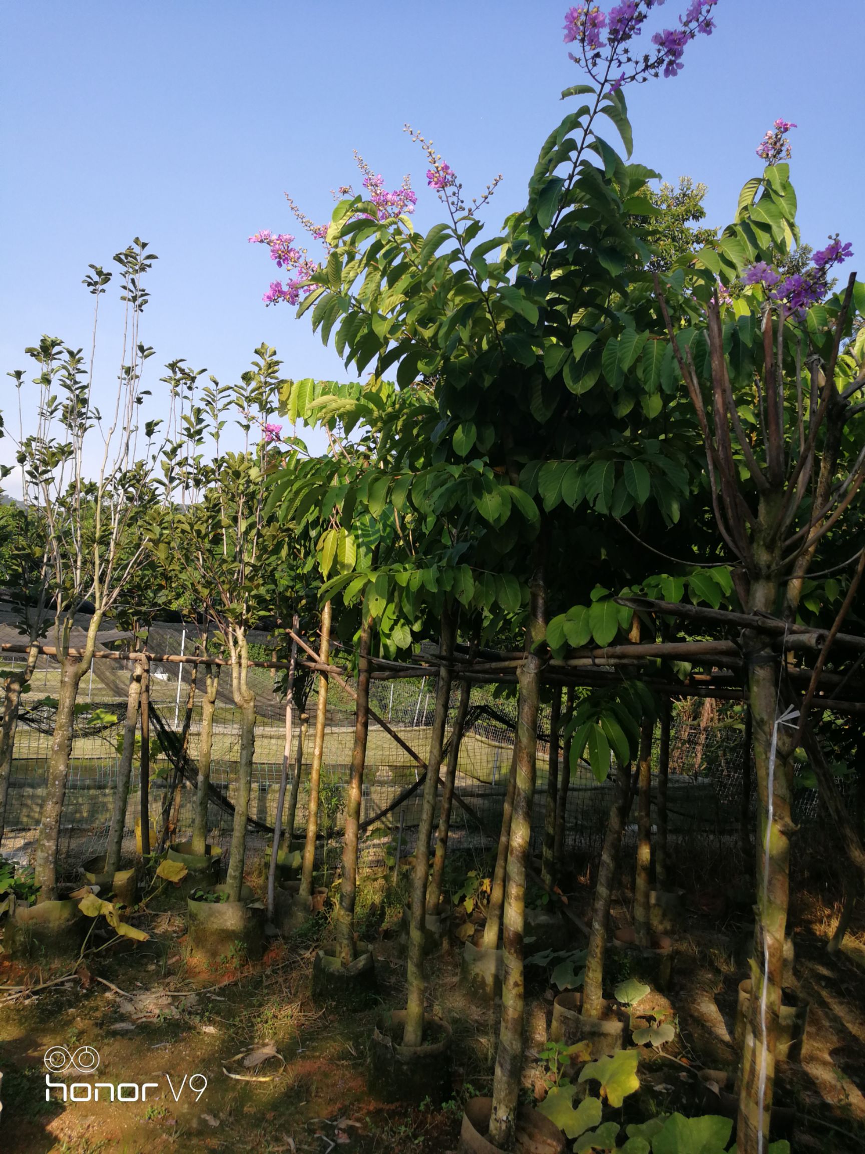 大花紫薇  大叶紫薇，容易种植和管理，户外景观，每年6~8月是开花季