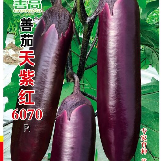 樟树市 【善茄天紫红6070】一代杂交茄子种子大果短棒油亮糯性强高产