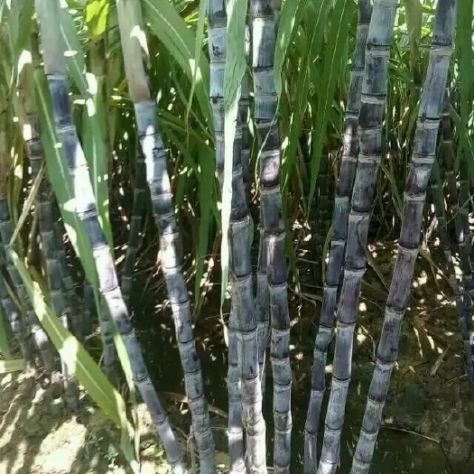  现砍现发脆甜黑皮甘蔗大量批发