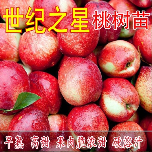 平邑县 嫁接当年结果红油桃苗油桃树苗视频看货基地直供量大从优