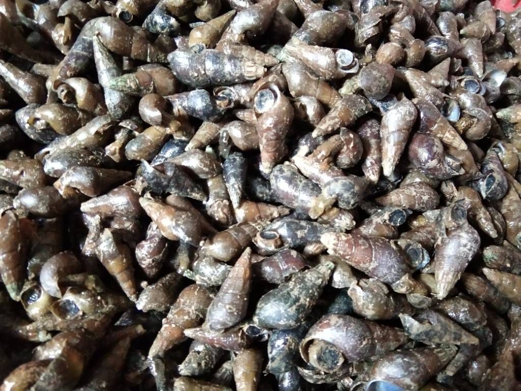 无泥腥味，脆肉山坑螺