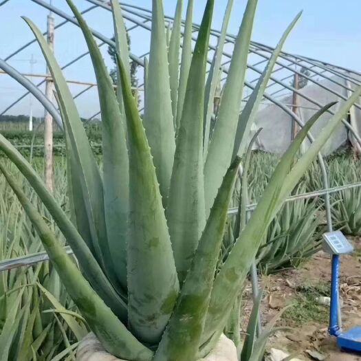 周口 美国库拉索品种芦荟。