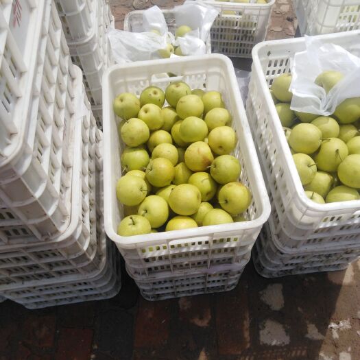 泊头市 皇冠梨有需要的老板联系价格美丽
