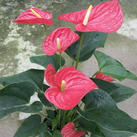 泗阳县红掌  密西根