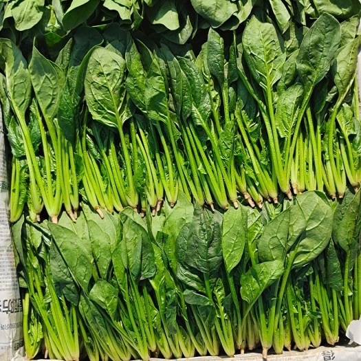 精品菠菜，菠菜苗，大葉菠菜，小葉菠菜，紅根菠菜