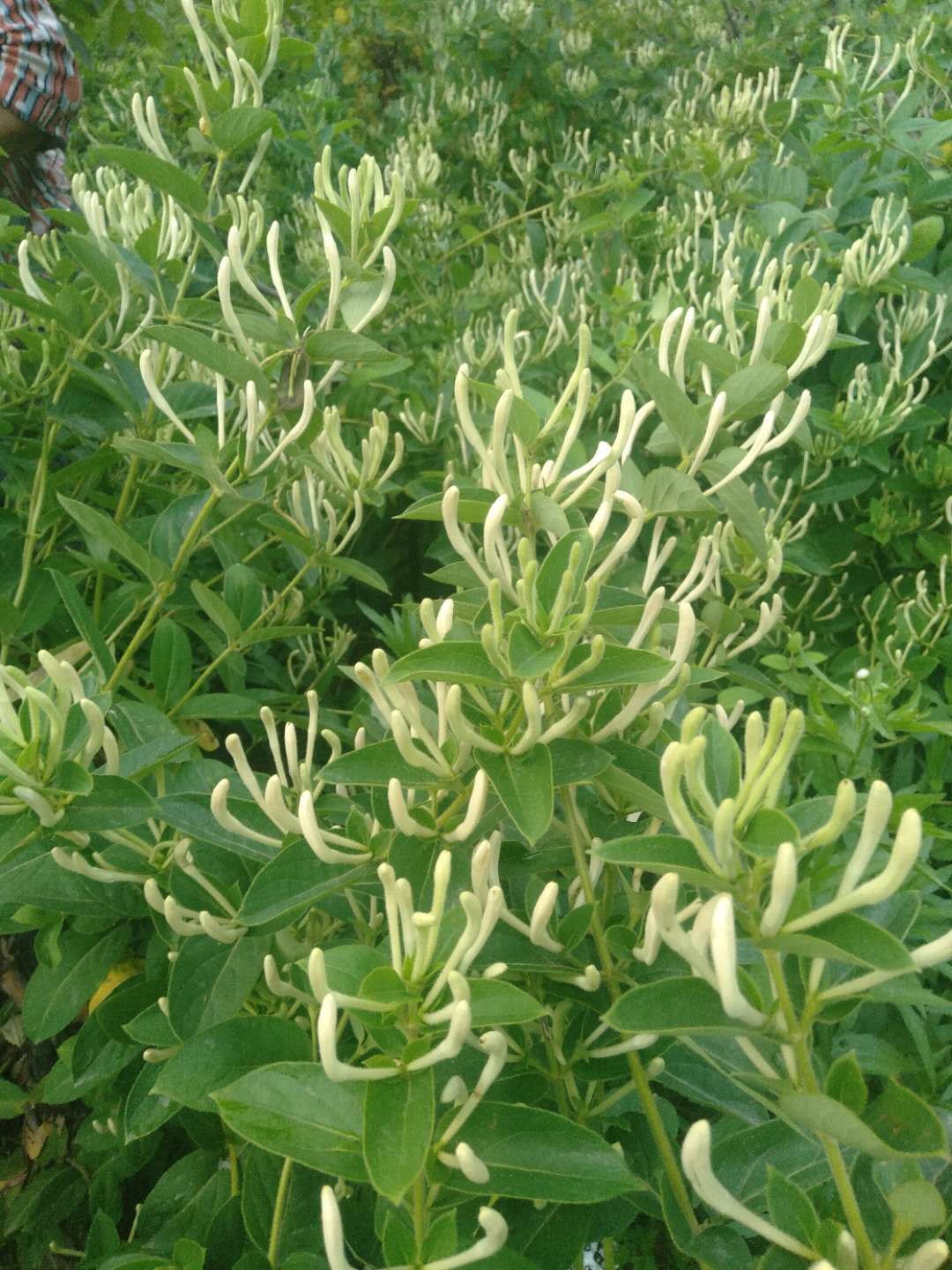 北花一号金银花苗 货真价实