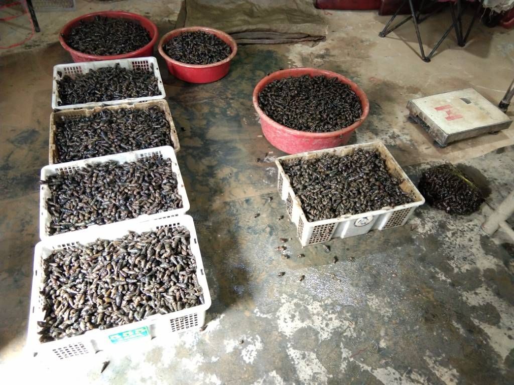 无泥腥味，脆肉山坑螺