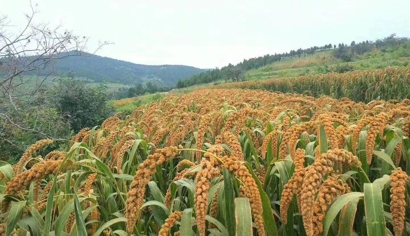沂蒙山区黄小米小米月子小米五斤包邮