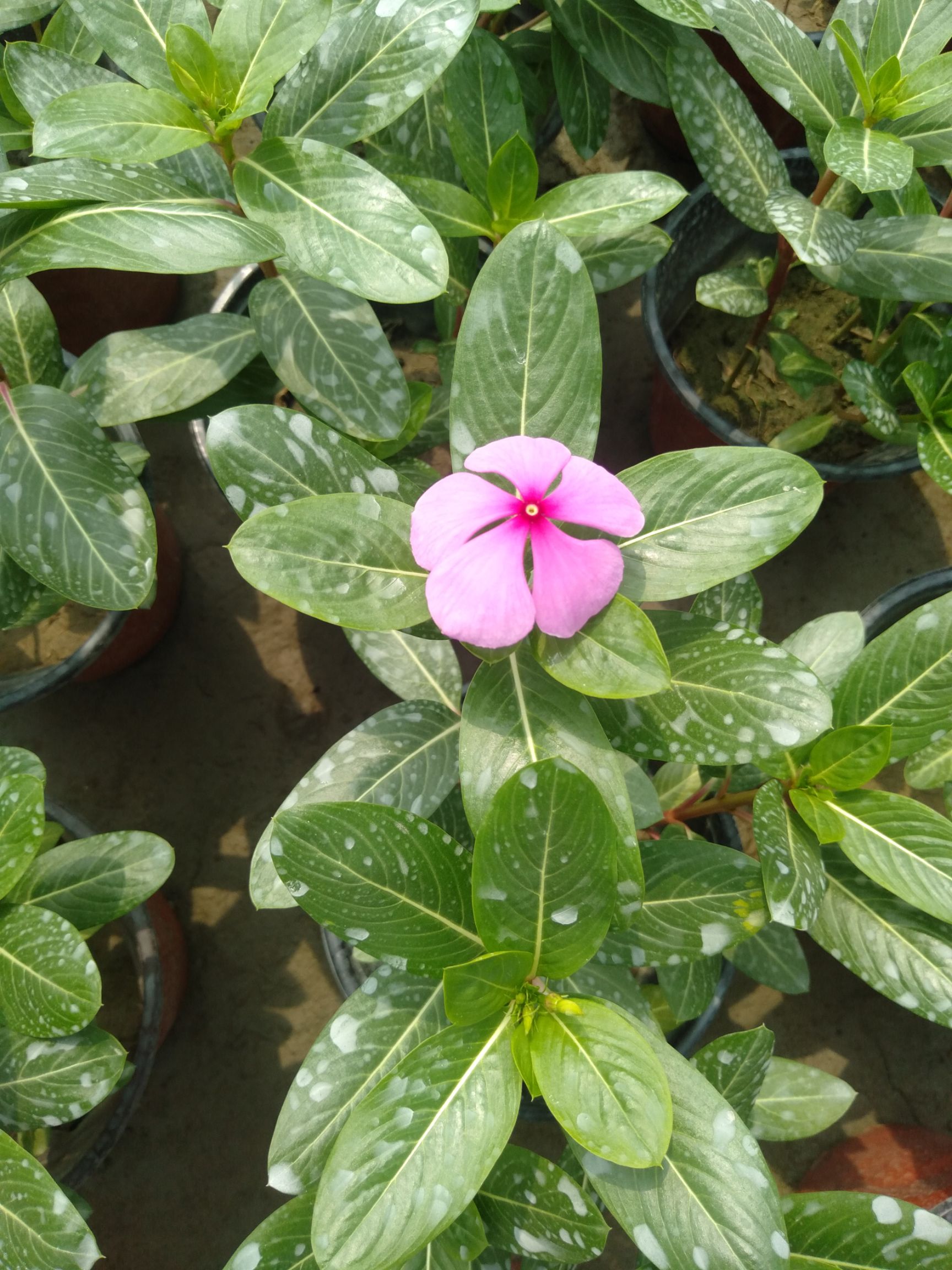  长春花，18双色杯长春花