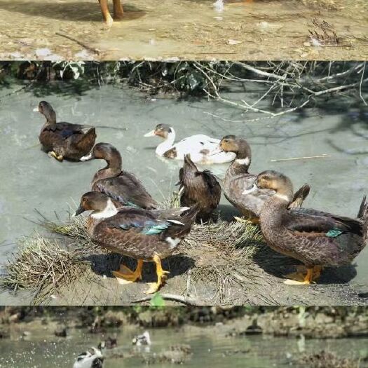 天柱县 生态泉水谷子鸭