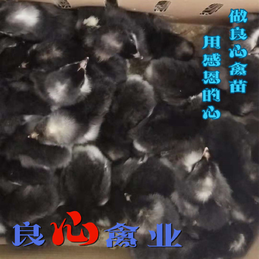衡阳芦花鸡苗厂家直卖黑芦花鸡苗高脚土鸡苗产蛋鸡苗另有青脚土鸡瑶鸡